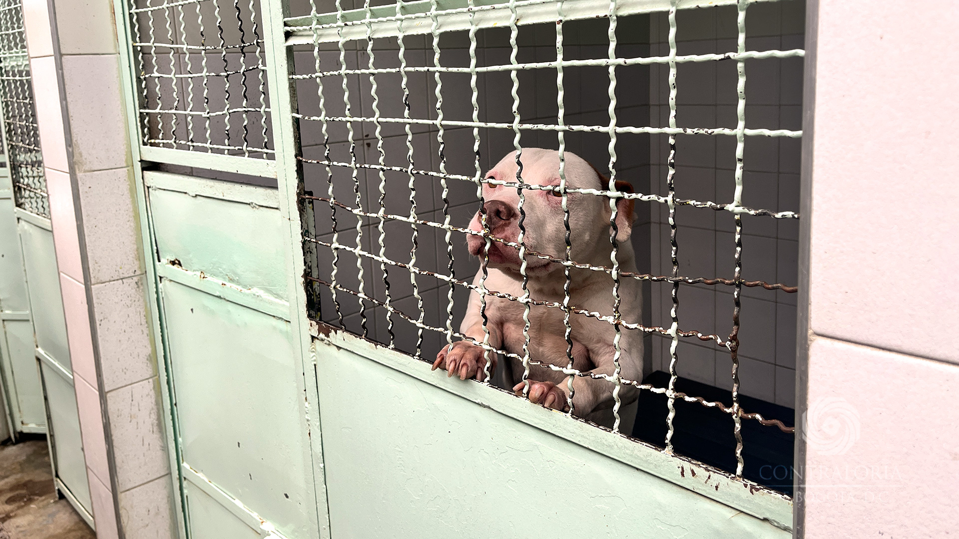 Unidad de Cuidado Animal